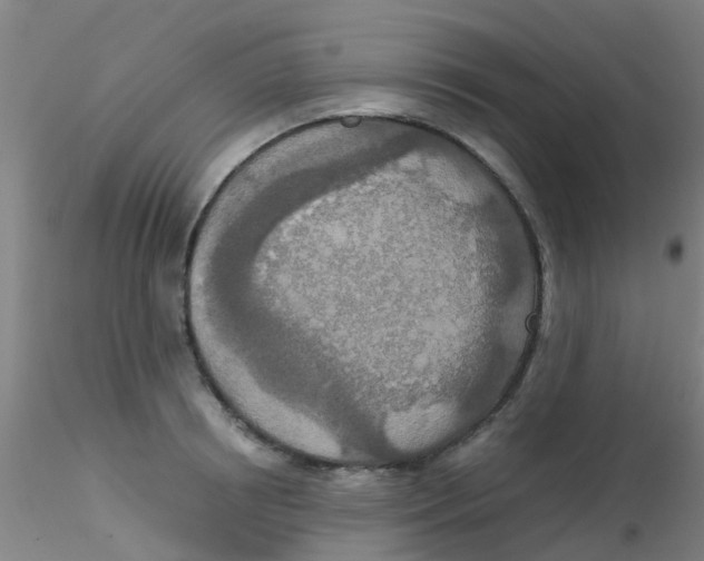 X0000115210850200911251506