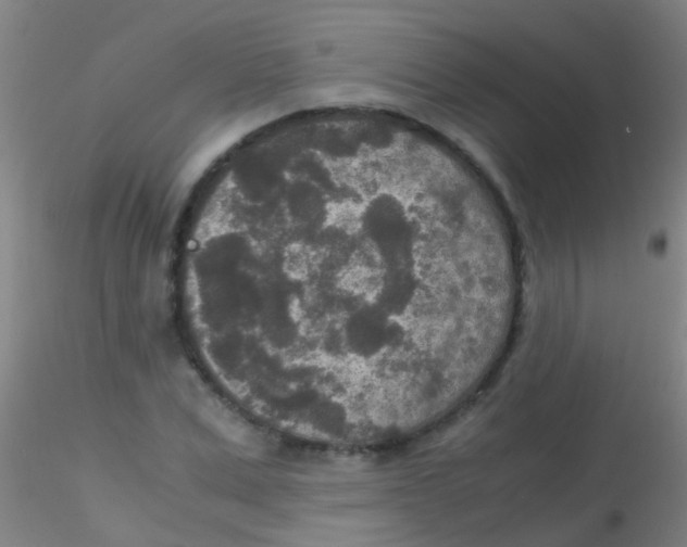 X0000115210975200911251503