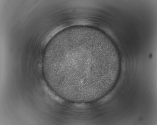 X0000115211025200911251502