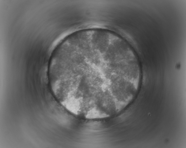 X0000115211174200911251500