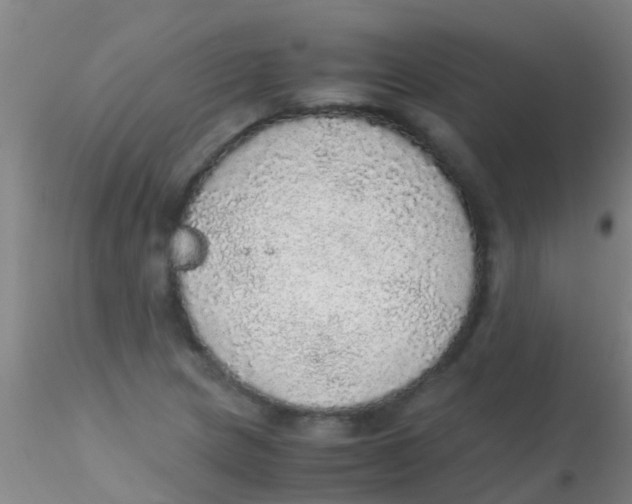 X0000115211217200911251459