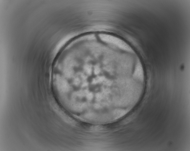 X0000115211275200911251459