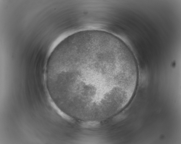 X0000115211294200911251458