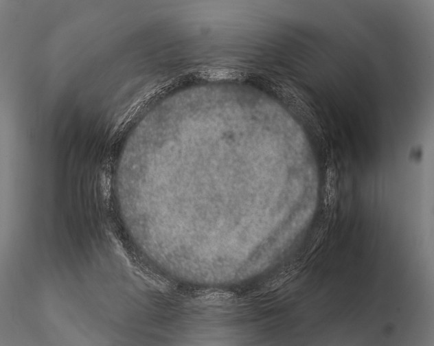 X0000115210210200912091205