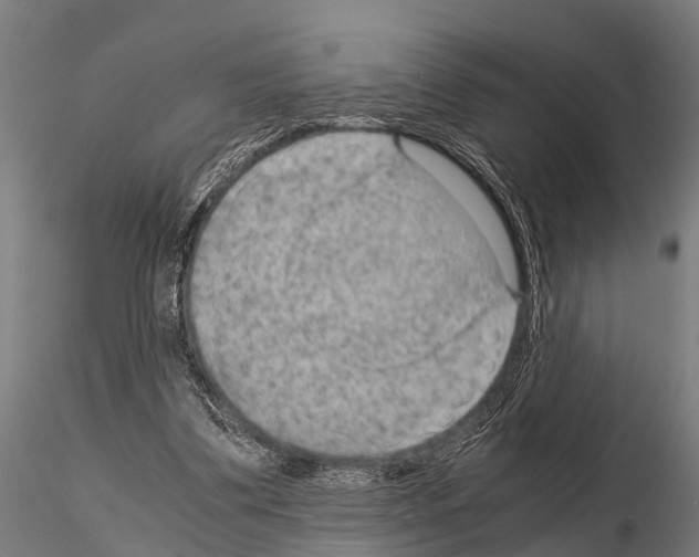 X0000115210299200912091204