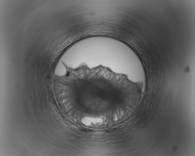 X0000115210309200912091204