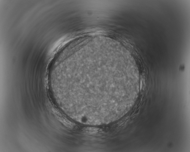 X0000115210339200912091203