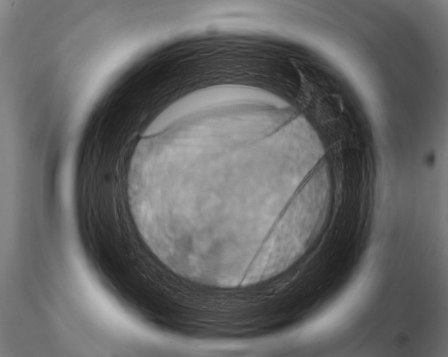 X0000115210383200912091203