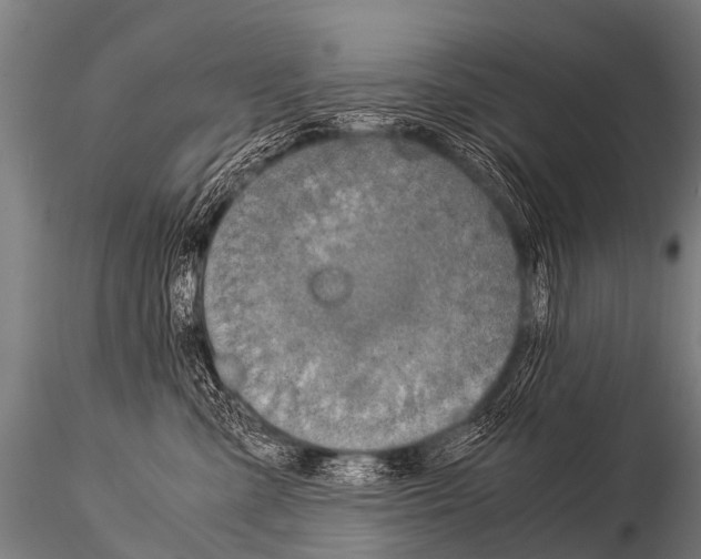 X0000115210427200912091202