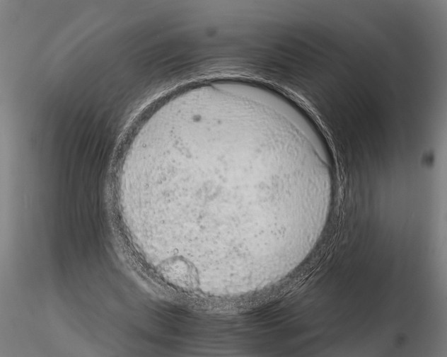 X0000115210439200912091201