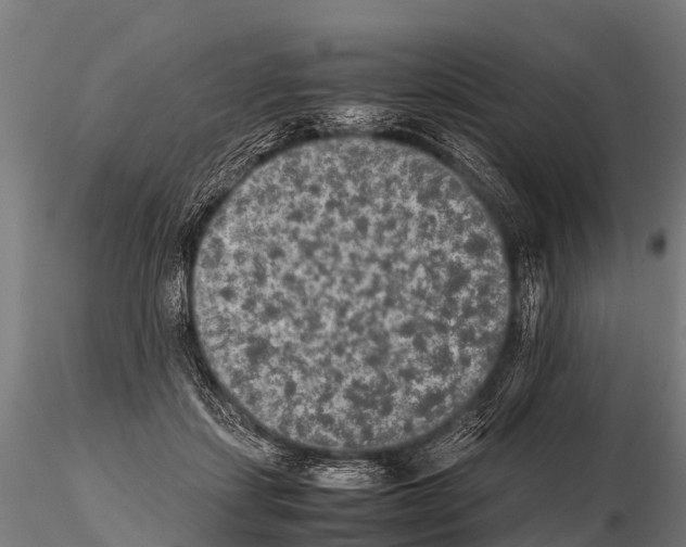 X0000115210459200912091202