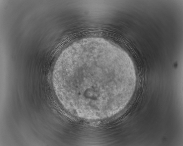 X0000115210474200912091202