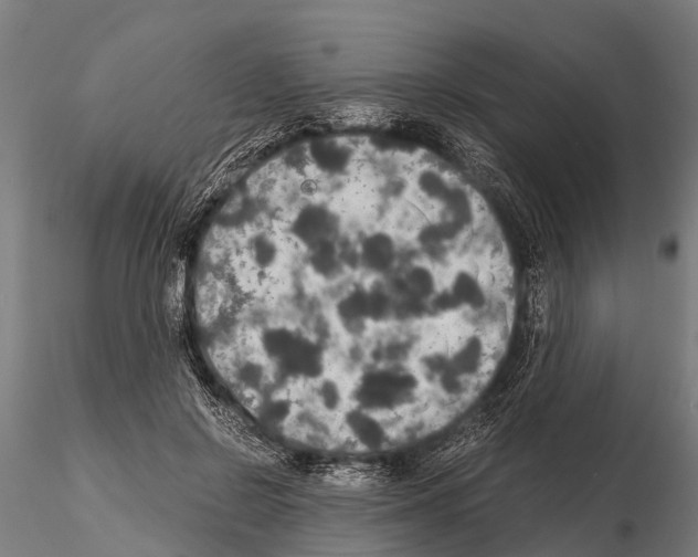 X0000115210550200912091200