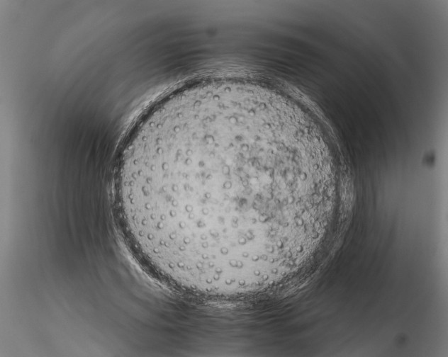 X0000115210629200912091158