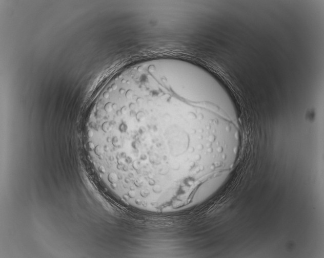 X0000115210634200912091158