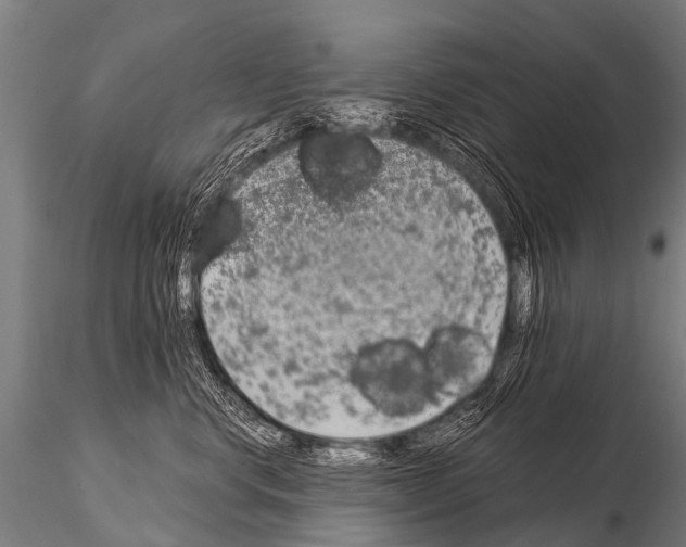 X0000115210668200912091159