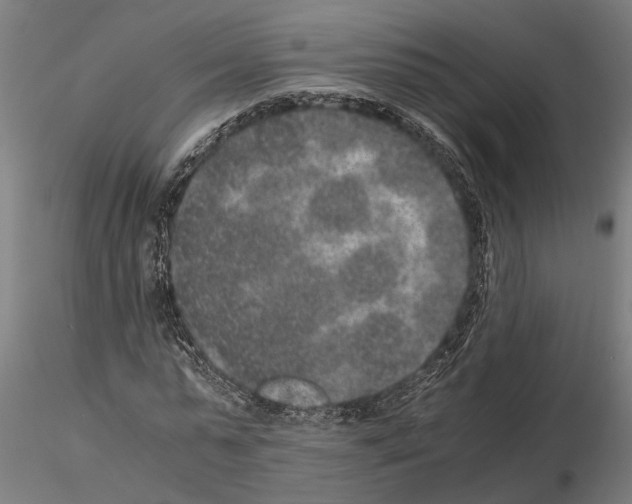 X0000115210775200912091157