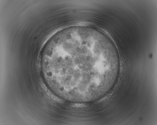 X0000115210835200912091156