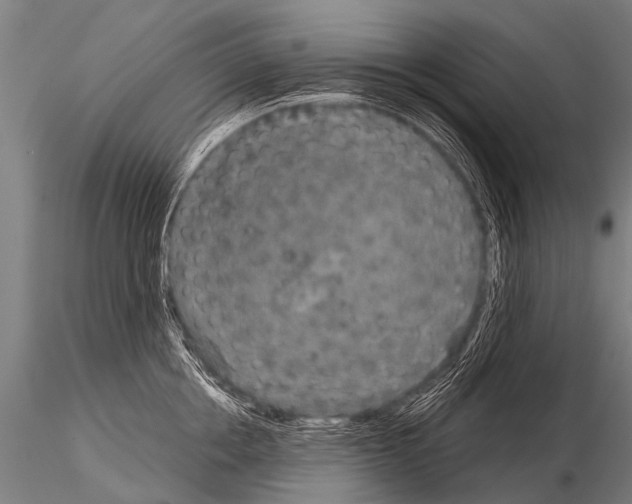 X0000115210858200912091156