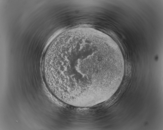 X0000115210859200912091156