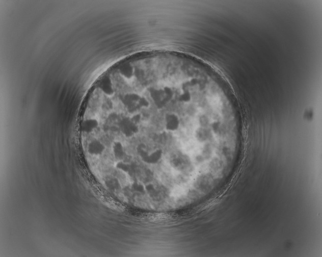 X0000115210879200912091155