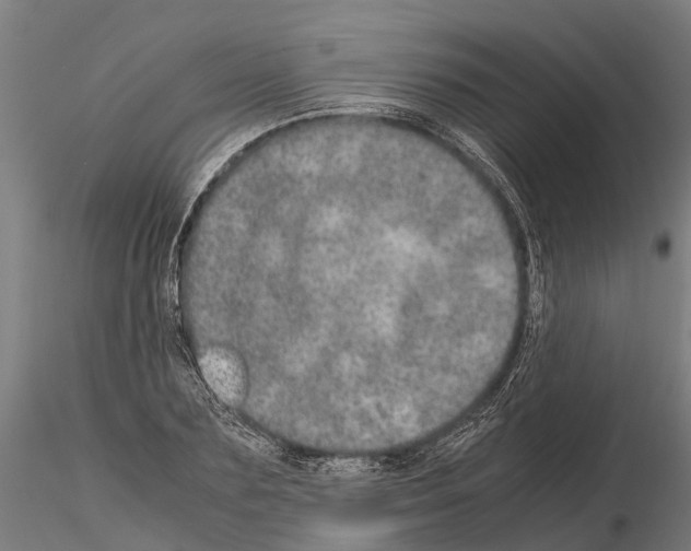 X0000115210883200912091155