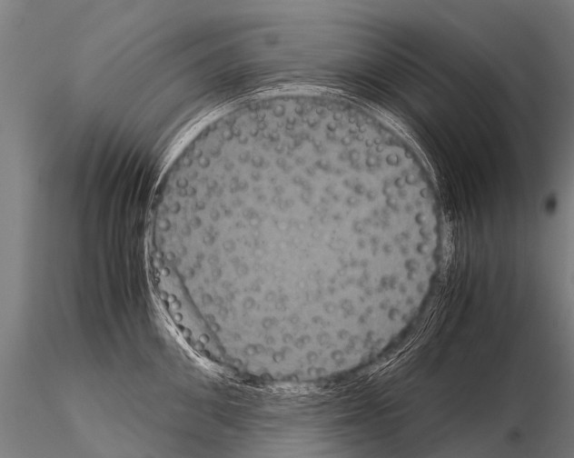 X0000115210906200912091155