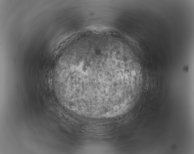 X0000115210966200912091154