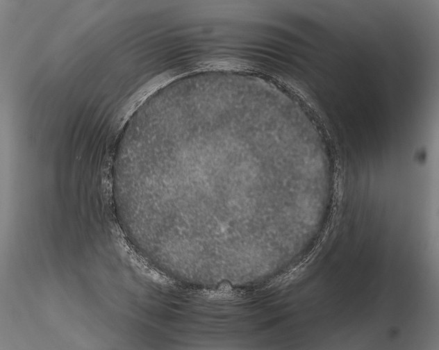 X0000115211025200912091153