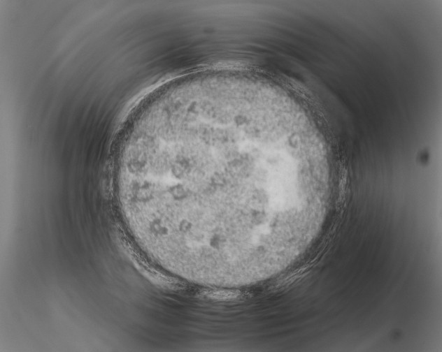 X0000115211027200912091153