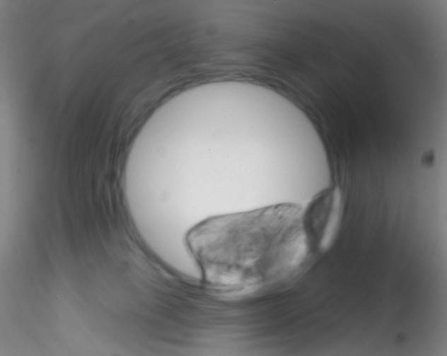 X0000115220085200911251541