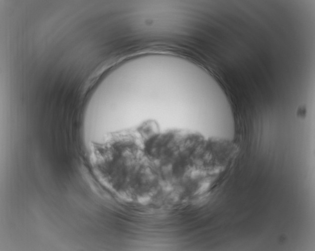X0000115220349200911251536