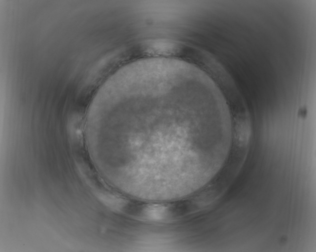 X0000115220701200911251531