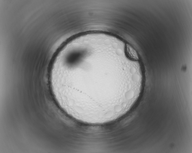 X0000115220883200911251529