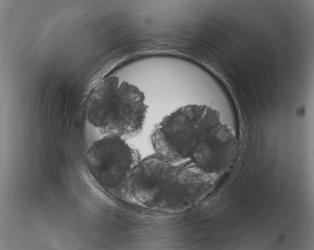 X0000115220533200912091223