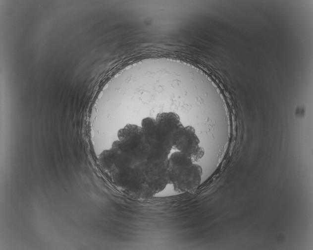 X0000115220624200912091222