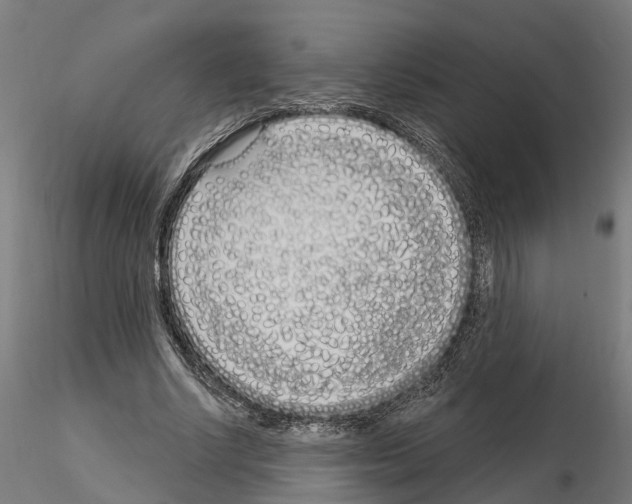 X0000115220634200912091221