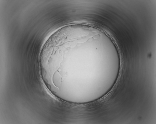X0000115220808200912091219