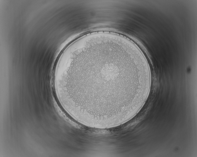 X0000115220957200912091218