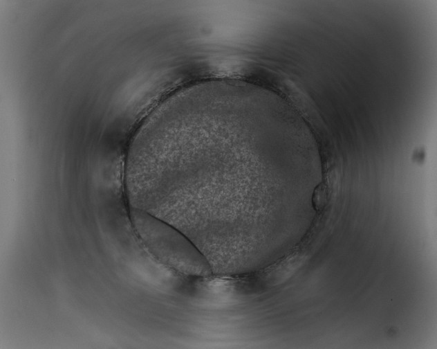 X0000115230325200911201603