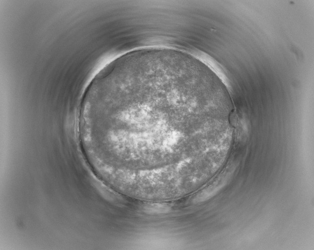 X0000115231101200911271817