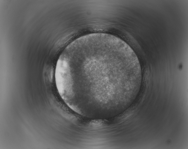 X0000115230076200912111040