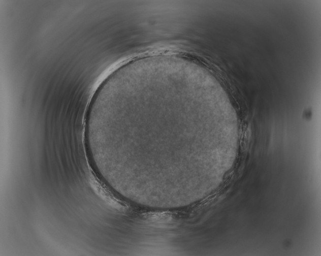 X0000115230100200912111040