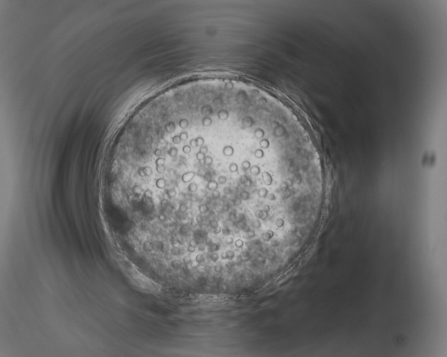 X0000115230145200912111039