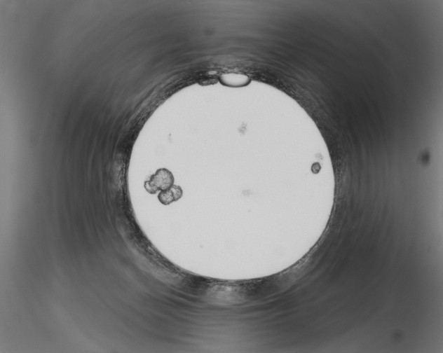 X0000115230174200912111039