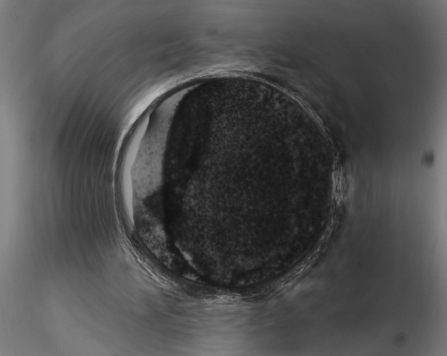 X0000115230196200912111039