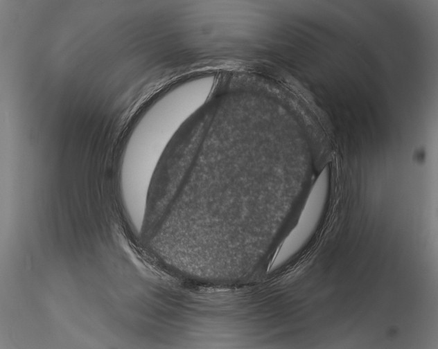 X0000115230205200912111038