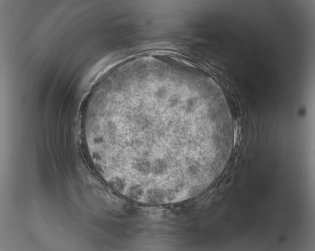 X0000115230339200912111036