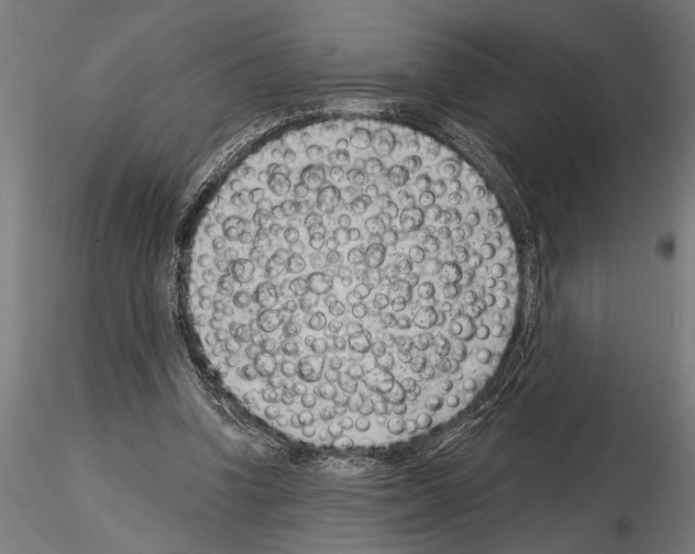 X0000115230346200912111036