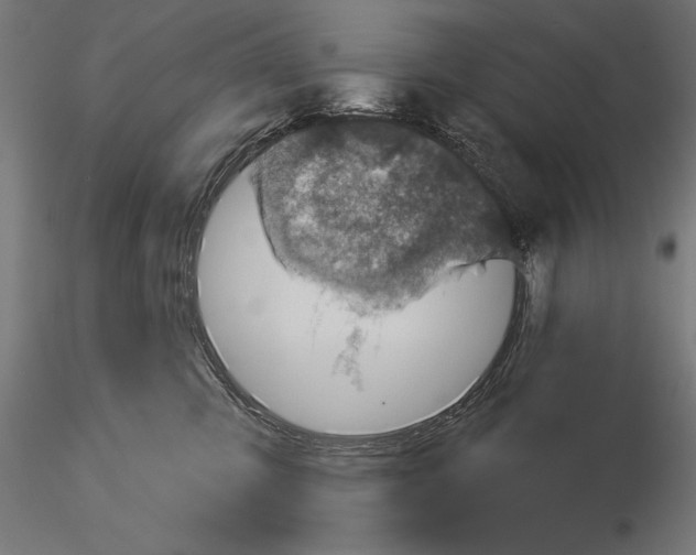 X0000115230423200912111035